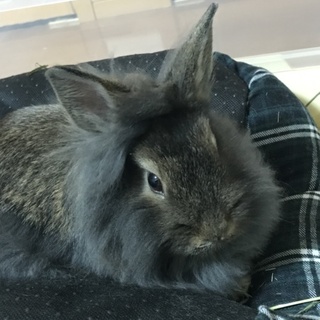 引っ越すことになり里親募集しています