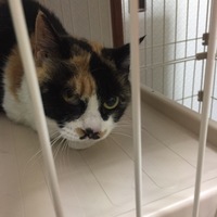 サク