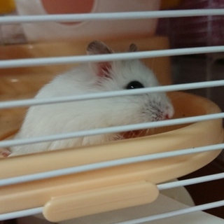 ジャンガリアンパールホワイトの里親募集中です