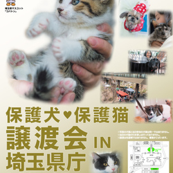 埼玉県庁犬猫譲渡会