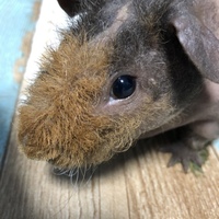 クッキー