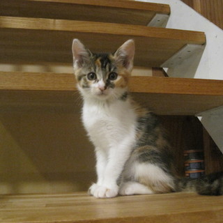 9月22日、23日のNEKOZATO里親会参加予定