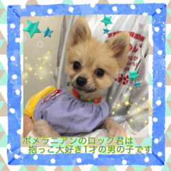 非営利動物保護団体ととのん『ととのんハウス』