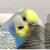 みわぴこ