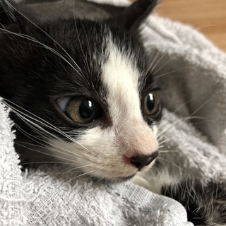 人慣れ練習中！ 保護されたばかりの緑茶ちゃん