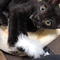 ZORO