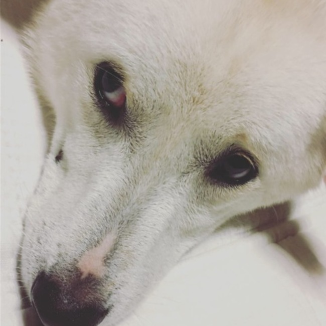 いぬ４４３のカバー写真