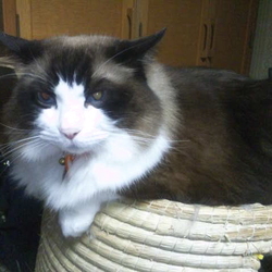 「危険な九月にこんなん出ちゃいました！」サムネイル2