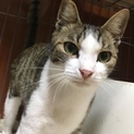 【ゆげ】おかげさまで里親さまが決まりました！