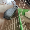 決定