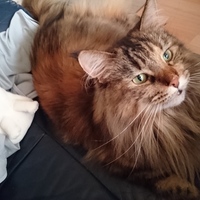 シノン