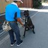 超大型犬のトレーニング可能な飼育者さんを募集中 サムネイル3