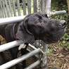 超大型犬のトレーニング可能な飼育者さんを募集中 サムネイル4