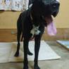 超大型犬のトレーニング可能な飼育者さんを募集中 サムネイル5