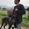 超大型犬のトレーニング可能な飼育者さんを募集中 サムネイル6