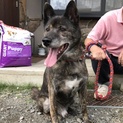 元気いっぱい！甲斐犬mix8才
