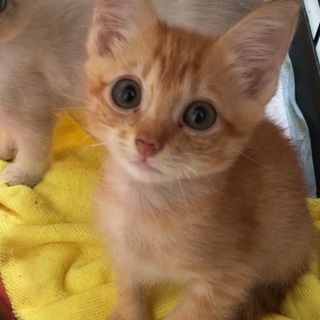 【保健所引き出し】かわいい茶トラの子猫です❗️