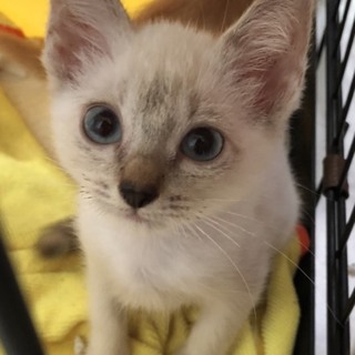 【保健所引き出し】かわいいシャム風の子猫です❗️