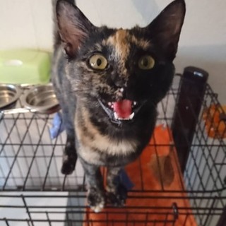 （お試し中！）美しいサビ柄ふじこちゃん☆4ヶ月