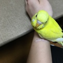セキセイインコ ルチノー  里親募集