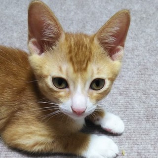 白手袋、白ハイソックス