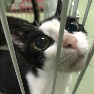 多頭飼育崩壊現場から持ち込まれた1歳未満の女の子