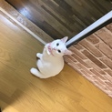 白猫♀里親さん募集中