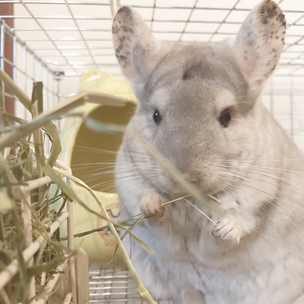 チンチラ里親募集 応募あ 神奈川県 小動物の里親募集 ペットのおうち 月間利用者150万人