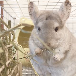 チンチラ里親募集（応募ありがとうございました）