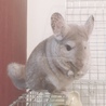 チンチラ里親募集（応募ありがとうございました） サムネイル6