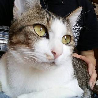 里親決定❤️銀の助❤️もらってください♪