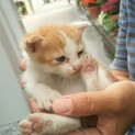 募集一時停止☆耳折れのミルクっ子☆