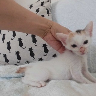 かわいい三毛猫みらいちゃん