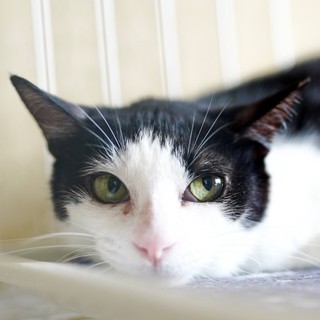 カンガルーみたいに歩くるーちゃん、ご家族募集中です