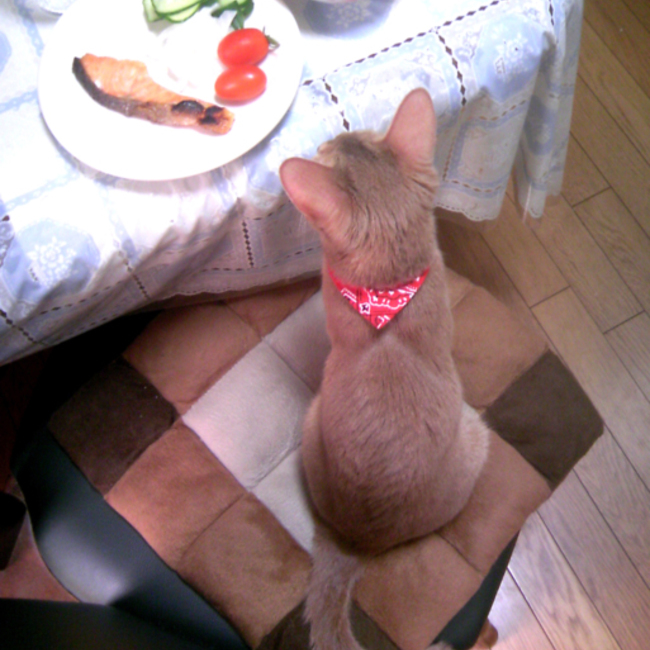 ぬこ村のカバー写真