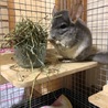 パパパのパ