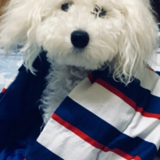 【一時停止中】トイ・プードル♂