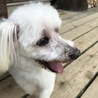 元気なマルプー「めんたいくん」10才 サムネイル5