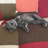 ノア