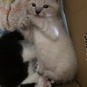 可愛い姉妹の里親さん募集