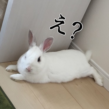ちまりさんくつろぐw