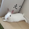 ちまりさんくつろぐw