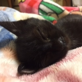 とてもかわいい子です。仲介