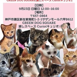 ガーディアン犬猫譲渡会  神戸グリーンドック