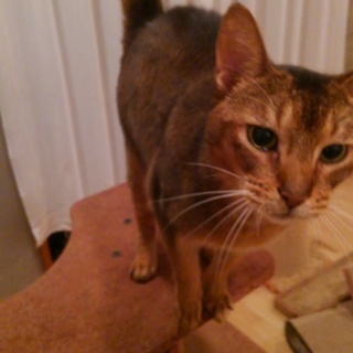 イケメンアビです