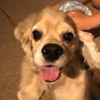 イケワンでお利口さんなジャスティン君。甘えん坊♡