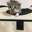 生後2～3週間ほどの子猫3匹☆