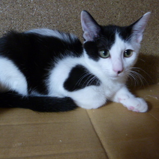 可愛い子猫