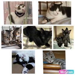 シュリのおうち主催 保護っ子犬猫譲渡会