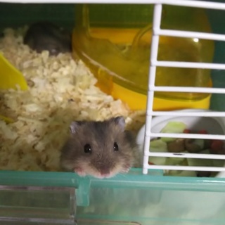 ★ブルーサファイアの赤ちゃん★里親様決定